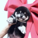 가정견1회분양 | 여주시바견분양 나만의 특별한 경험 솔직 후기