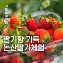 신교농장 | 겨울에 우리는 딸기를 따러 가