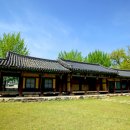 홍산객사 은행나무 이미지