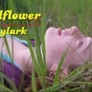 Wildflower- Skylark 이미지