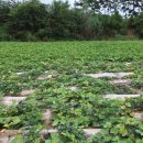 영림목장 이미지