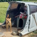 댕댕이집 이미지