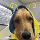 멍즈니랜드 이미지