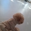 포근하개 이미지