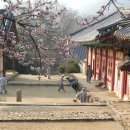 선암사 Daum카페