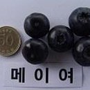 메이레빗