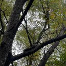 안산자락길 | 서대문 안산 자락길 단풍길 후기🍂 11월 단풍 절정 시기 기록