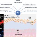 Re: 장내 유익균이 만들어내는 것들 -- 장내 가스.. 황화수소 논문 이미지