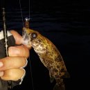 단양농협주유소 이미지