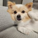 파파동물병원 | 강아지 귀 염증, 귀냄새, 귓병 치료차 굿파파 동물병원 다녀온 후기