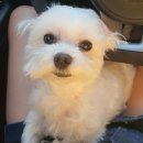 아이앤지동물병원 | 해운대 동물병원 강아지 스케일링 아이앤지동물병원