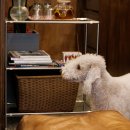 바바아시(babaasi) 이미지