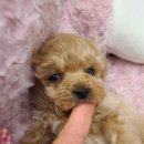 아리스타펫호텔 이미지