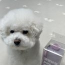 퍼플댕댕 이미지