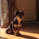 예산 위드엔젤 | 강아지 장례 무지개다리 보내주기