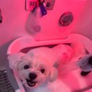 힐링그루밍 | 천안애견미용 코코그루밍, 우리 아이의 감정까지 케어해주는 미용 후기