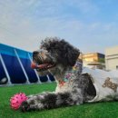 펠리스뻬로 | 견종차별없는 강아지수영장 바베큐 가능한 운동장 [펠리스뻬로 파크 ]