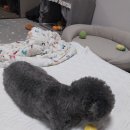 메리몽 펫 그루밍 네이버블로그