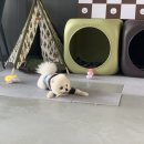 댕댕살롱 이미지