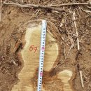 아까시나무(46살)-069-은평구 봉산 편백나무 숲 확장공사로 벌목된 나무 기록 이미지