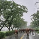 소떼가 섬진강 홍수 피해 해발 531m 사성암까... 이미지