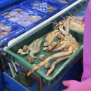 진주수산 - 하동군 민다리길 62 | 노량진 킹크랩 맛집｜탐나수산 & 진주식당 내돈내산 데이트 후기