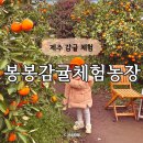 자매농장 | 제주 감귤체험 봉봉감귤체험농장 - 천혜향 수확 가격 포토존