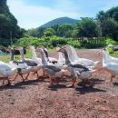 청초농장 이미지