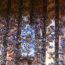 월동산란 준비하는 8월 꿀벌관리 이미지