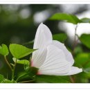 부용 - 경주시 금장1길 30 | 부용