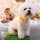 꿈꾸는 강아지 이미지