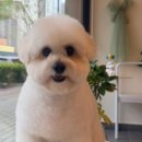 코코반려견호텔