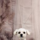 안나 펫 살롱 이미지