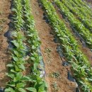 유전2농장 이미지