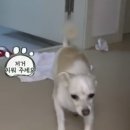 토비온