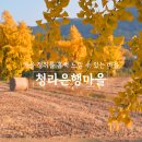 은행발효식초차가 유명한 국내 최대 은행나무 명소, 충남 보령 청라은행마을
