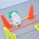 댕댕큘럼 이미지