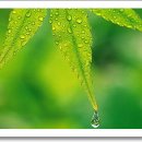 아침이슬 이미지