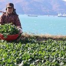 남해-239 이미지