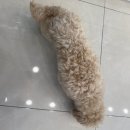 한솔동물병원 | [ 홍제역 | 강아지 미용 ] 한솔 동물 병원 말티푸 강아지 미용 후기