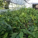 대세2농장 이미지