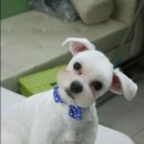 테리샵