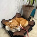 제주코기네 이미지