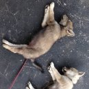 달고양이 이미지