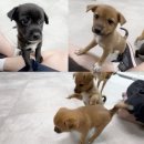 동물자유연대 부속 동물병원 한국일보