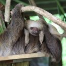 나무늘보 이미지