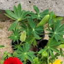 꼼지의 작은세상 이미지