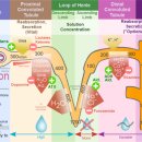 인천동물심장내과 이미지
