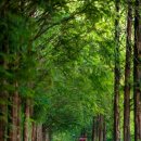 우로지 자연숲 공원(메타세쿼이아길) 이미지