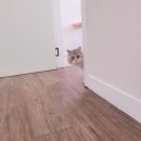 고양이의 봄, 묘랑묘랑 이미지